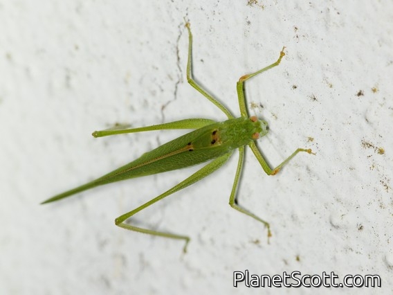 Mediterranean Katydid (Phaneroptera nana)