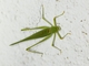 Mediterranean Katydid (Phaneroptera nana)