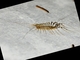 House Centipede (Scutigera coleoptrata)