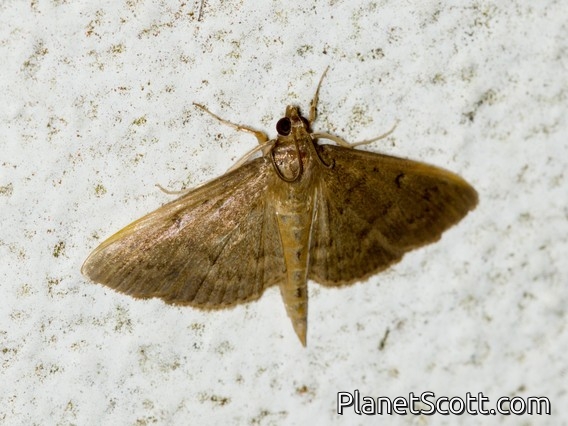 Grass Webworm Moth (Herpetogramma licarsisalis)