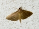 Grass Webworm Moth (Herpetogramma licarsisalis)