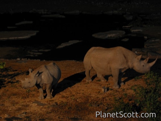 black rhinoceros (Diceros bicornis)