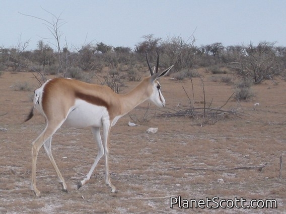 springbok (Antidorcas marsupialis)