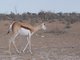 springbok (Antidorcas marsupialis)