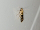 Moss-eating Crambid Snout Moth (Scopariinae sp)