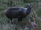 Himalayan tahr (Hemitragus jemlahicus)