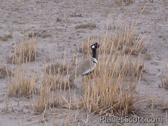 White-quilled Bustard (Eupodotis afraoides)