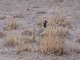 White-quilled Bustard (Eupodotis afraoides)