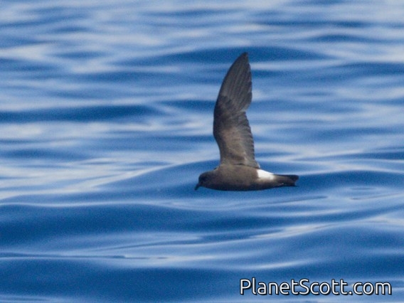 Band-rumped Storm-Petrel (Hydrobates castro)