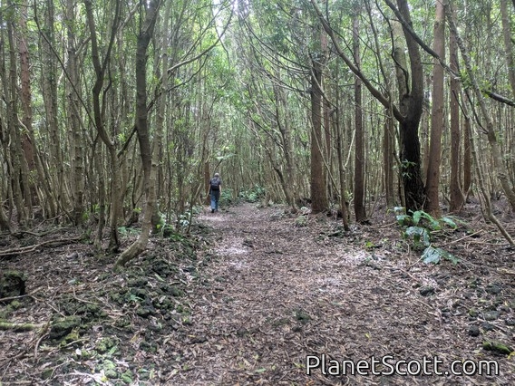 Terceira Forest