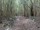 Terceira Forest