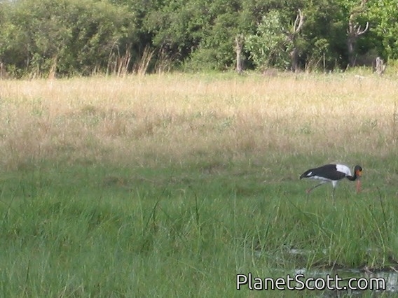 Saddle-billed Stork (Ephippiorhynchus senegalensis)