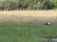 Saddle-billed Stork (Ephippiorhynchus senegalensis)