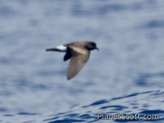 Band-rumped Storm-Petrel (Hydrobates castro)
