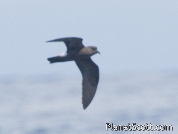 Band-rumped Storm-Petrel (Hydrobates castro)
