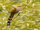 Mexican Squirrel-Cuckoo (Piaya mexicana)