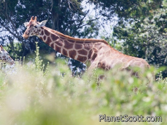 Northern Giraffe (Giraffa camelopardalis)