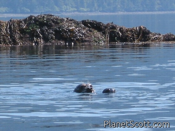 harbor seal (Phoca vitulina)