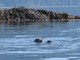 harbor seal (Phoca vitulina)