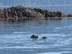 harbor seal (Phoca vitulina)