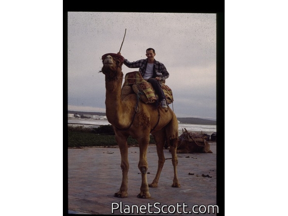 dromedary (Camelus dromedarius)