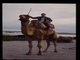 dromedary (Camelus dromedarius)