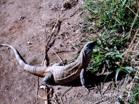 Western Spiny-tail Iguana (Ctenosaura pectinata)