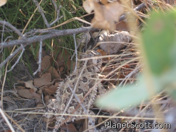 Texas Horned Lizard (Phrynosoma cornutum)