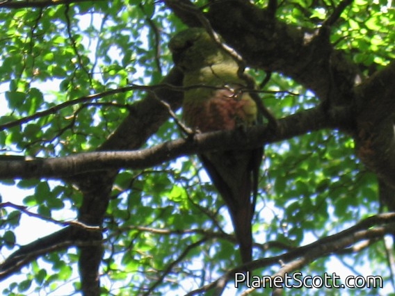 Austral Parakeet (Enicognathus ferrugineus)