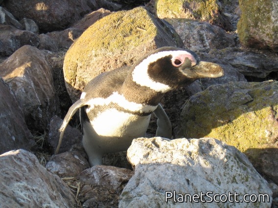 Magellanic Penguin (Spheniscus magellanicus)