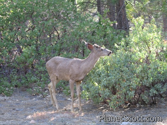 mule deer (Odocoileus hemionus)