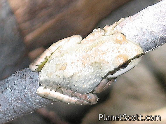 Sierran Treefrog (Pseudacris sierra)