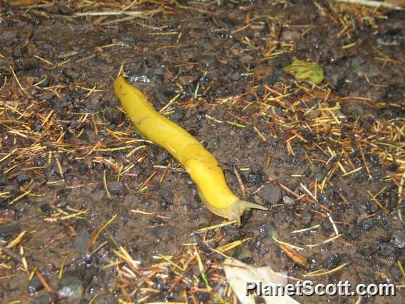Slender Banana Slug (Ariolimax dolichophallus)