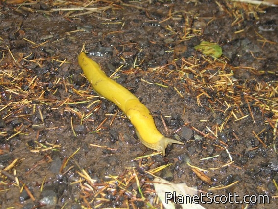 Slender Banana Slug (Ariolimax dolichophallus)