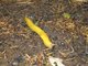 California Banana Slug (Ariolimax californicus)