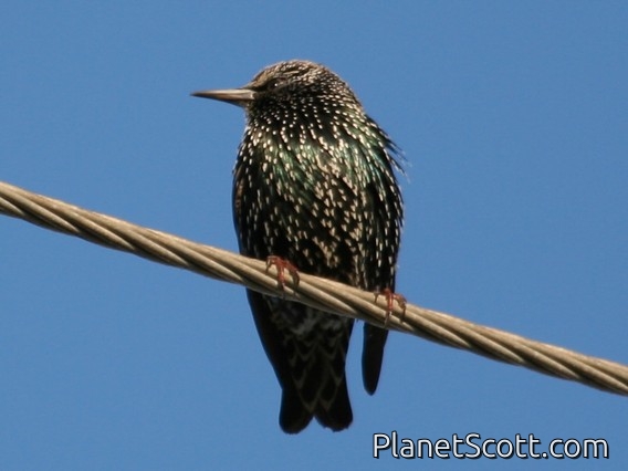 Common Starling (Sturnus vulgaris)