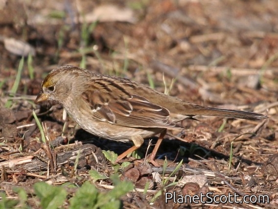 Golden-crowned Sparrow (Zonotrichia atricapilla)