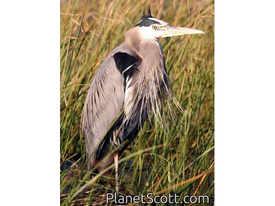 Great Blue Heron (Ardea herodias)