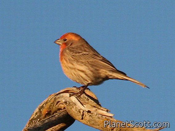 House Finch (Carpodacus mexicanus)