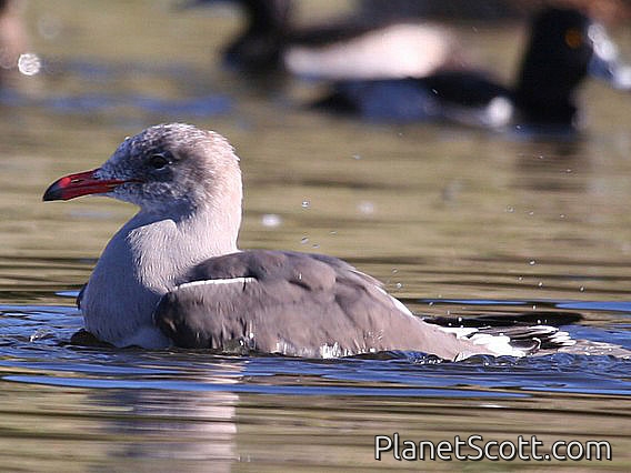 Heermann's Gull (Larus heermanni) 