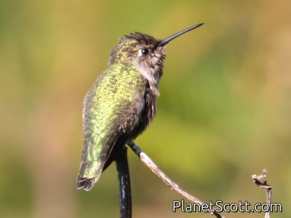 Anna's Hummingbird (Calypte anna) female