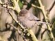 Bushtit (Psaltriparus minimus)