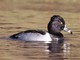 Ring-necked Duck (Aythya collaris) male