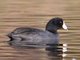 American Coot (Fulica americana) 