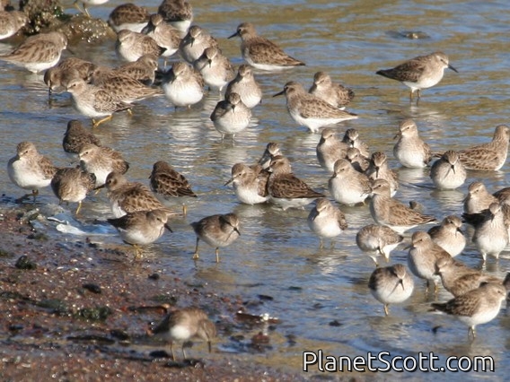 Least Sandpiper (Calidris minutilla)