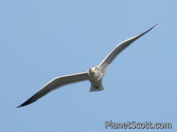 California Gull (Larus californicus)