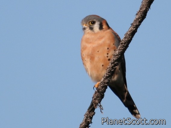 American Kestrel (Falco sparverius) male