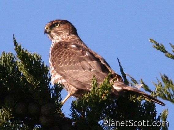 Cooper's Hawk (Accipiter cooperii) Juvenile