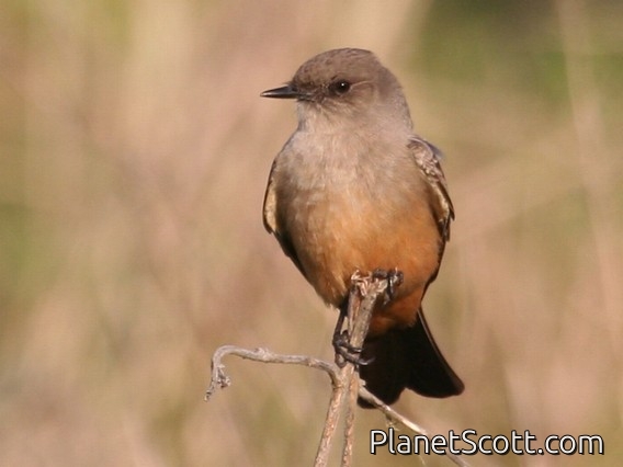 Say's Phoebe (Sayornis saya)