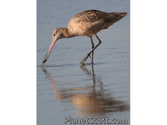 Marbled Godwit (Limosa fedoa)